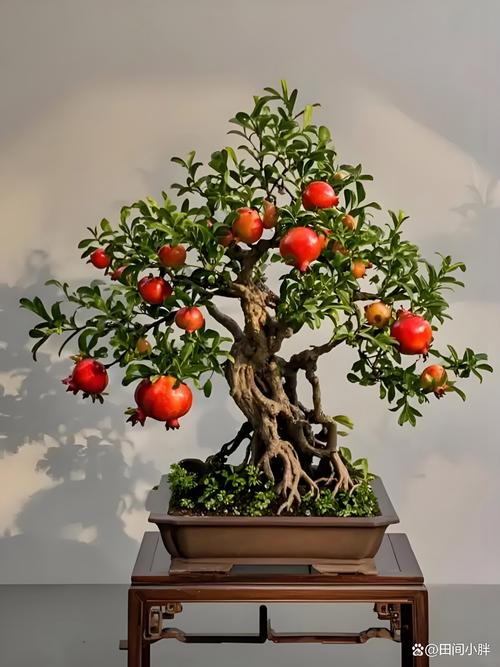 观赏石榴怎么种植技术-图3 观赏石榴怎么种植技术-图3