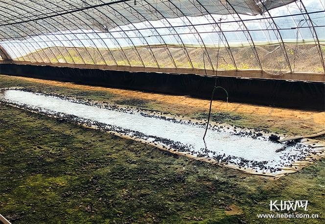 林蛙大棚高效养殖技术如何实现?-图2 林蛙大棚高效养殖技术如何实现?-图2