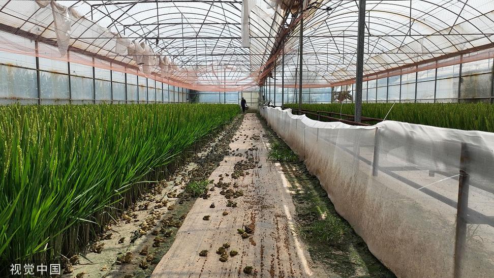 林蛙大棚高效养殖技术如何实现?-图1 林蛙大棚高效养殖技术如何实现?-图1