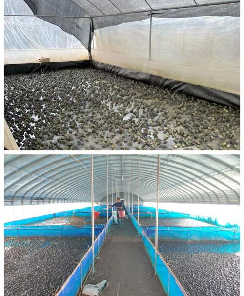 林蛙大棚高效养殖技术如何实现?-图3 林蛙大棚高效养殖技术如何实现?-图3