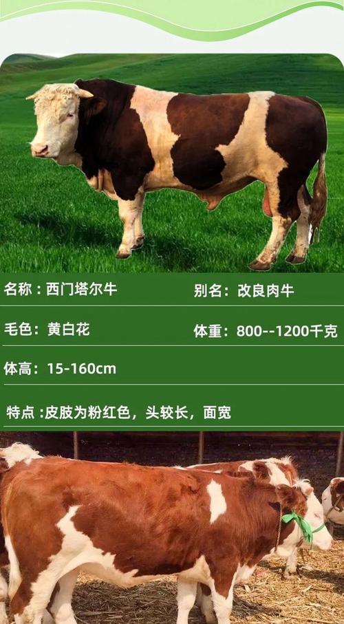 西门塔耳肉牛养殖技术要点有哪些?-图3 西门塔耳肉牛养殖技术要点有哪些?-图3
