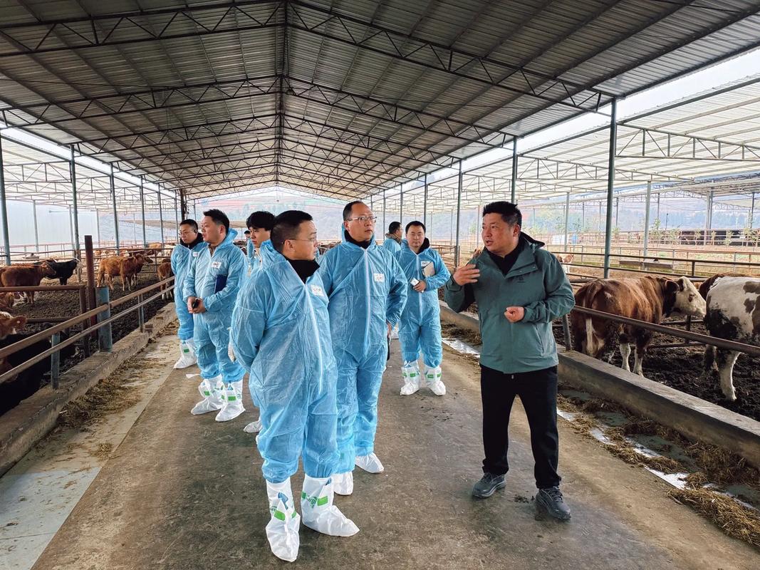 西门塔耳肉牛养殖技术要点有哪些?-图1 西门塔耳肉牛养殖技术要点有哪些?-图1