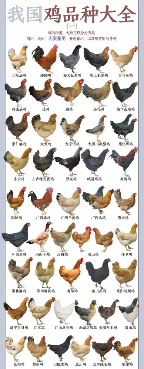 常见的鸡的品种及图片-图2