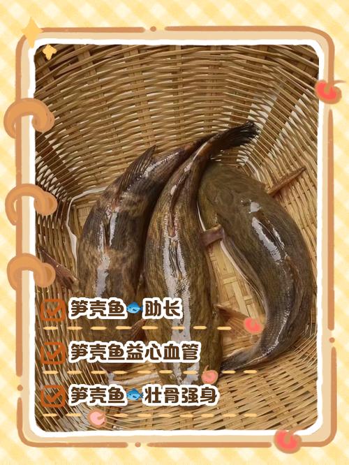 酒店笋壳鱼的养殖技术-图3