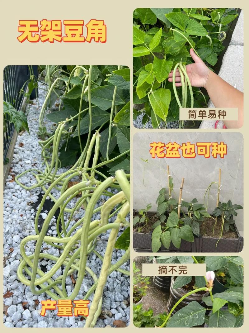阳台无架豆角种植技术-图1