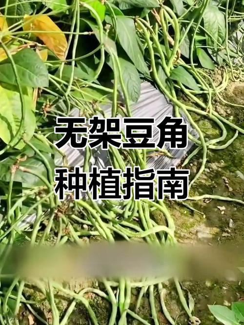 阳台无架豆角种植技术-图2