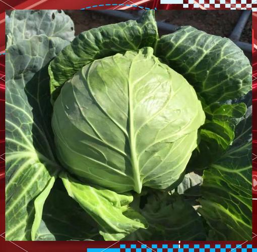什么样的甘蓝品种好卖-图1 什么样的甘蓝品种好卖-图1