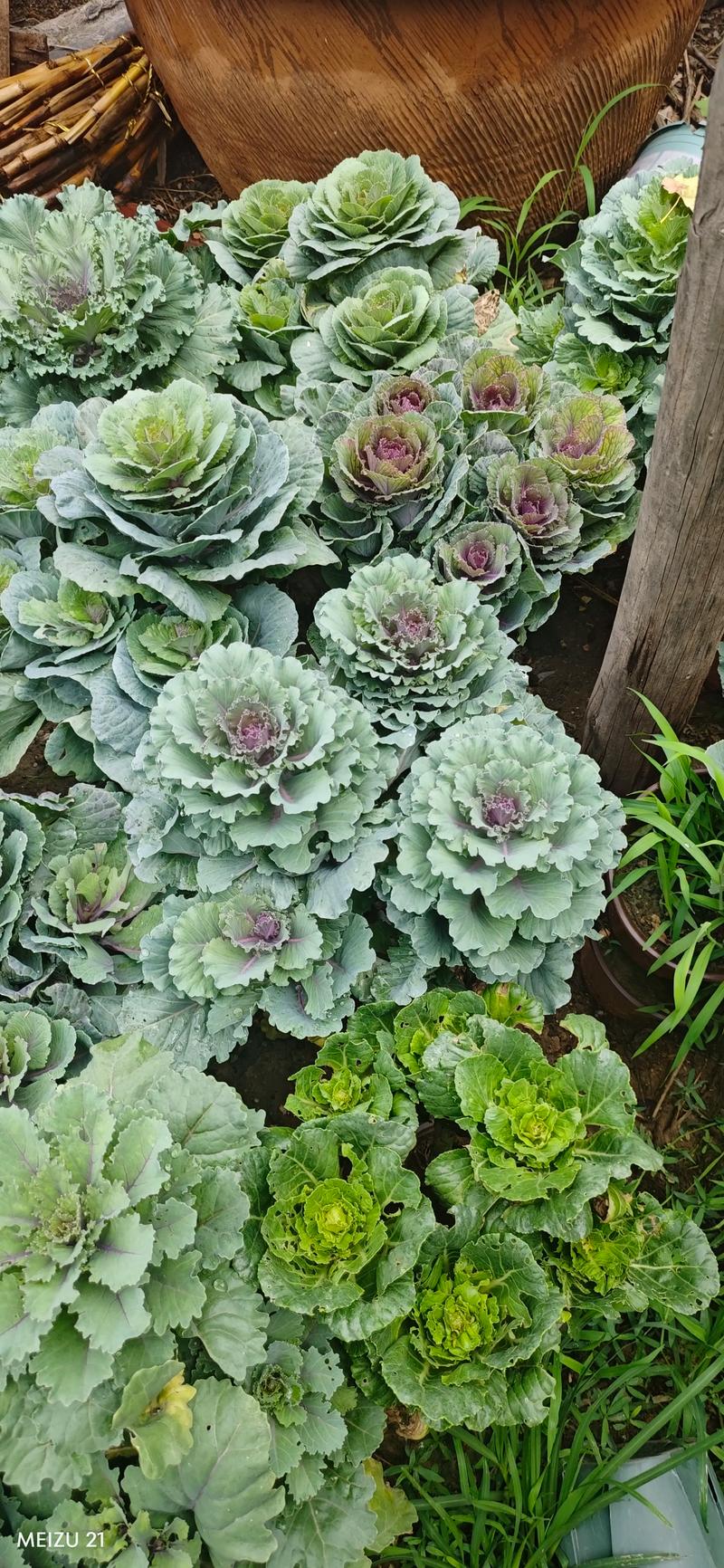 什么样的甘蓝品种好卖-图2 什么样的甘蓝品种好卖-图2