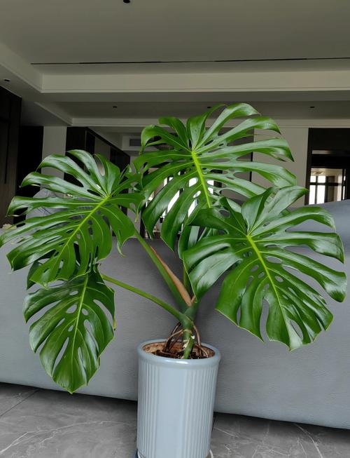 龟背竹品种有哪些？附图片详解！-图1