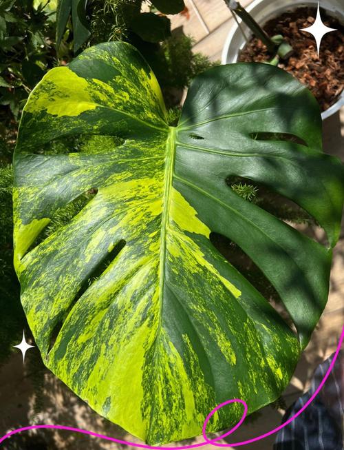 龟背竹品种有哪些？附图片详解！-图2