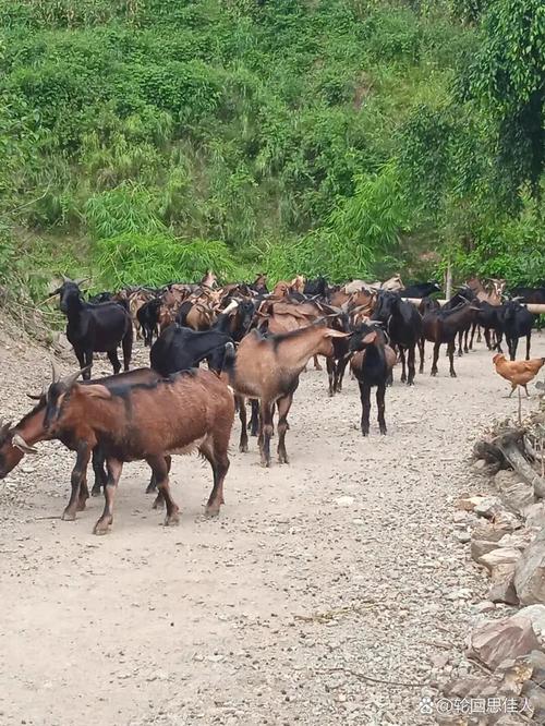 散养山羊养殖技术视频-图2