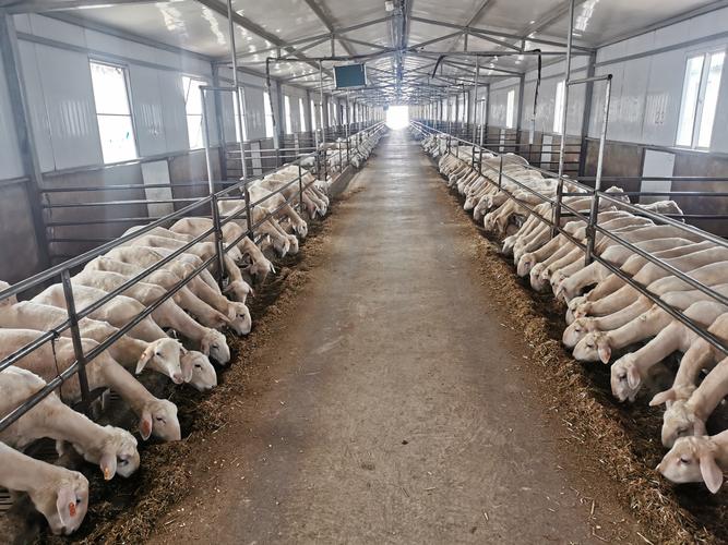 散养山羊养殖技术视频-图1