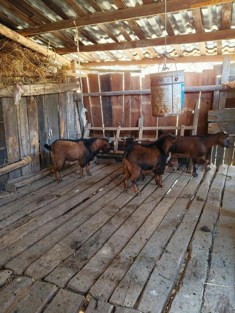 散养山羊养殖技术视频-图3