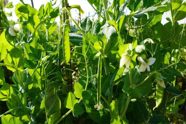 北方豌豆种植技术视频-图2