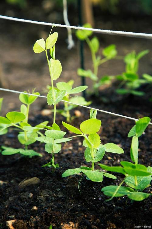 北方豌豆种植技术视频-图3