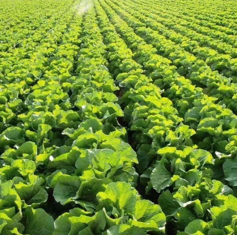 春季白菜种栽视频，关键步骤有哪些？-图3