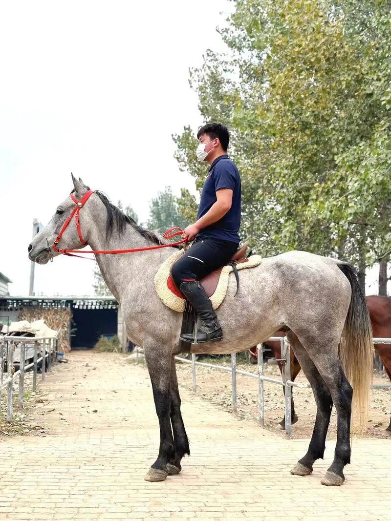 云南适合养殖哪些马品种？-图3