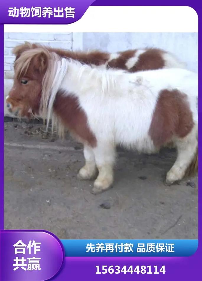 云南适合养殖哪些马品种？-图2