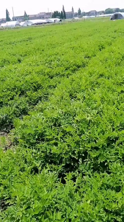 白芹菜种植技术视频有哪些要点？-图2