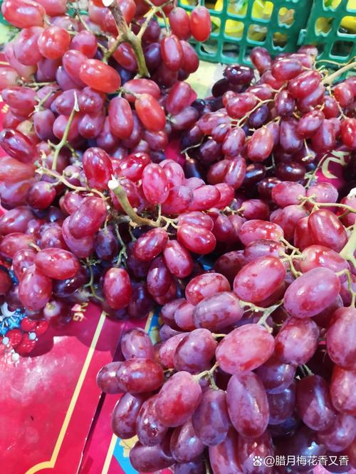 哪个品种的提子价格高-图1