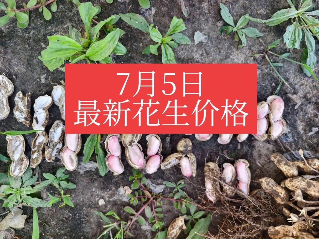 2025年花生价格表-图2