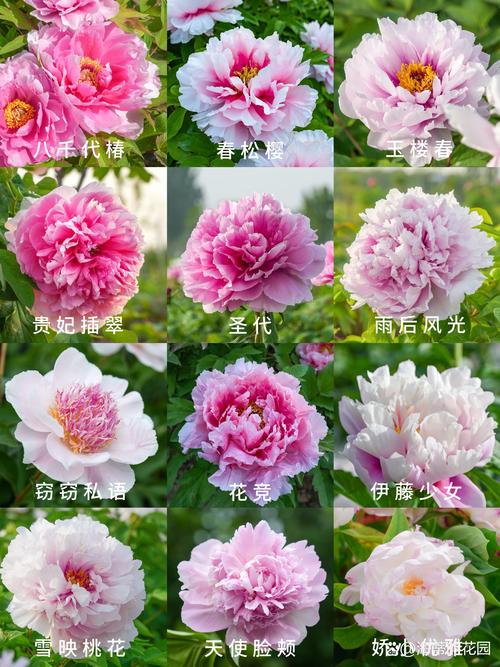 什么牡丹花品种及图片-图1