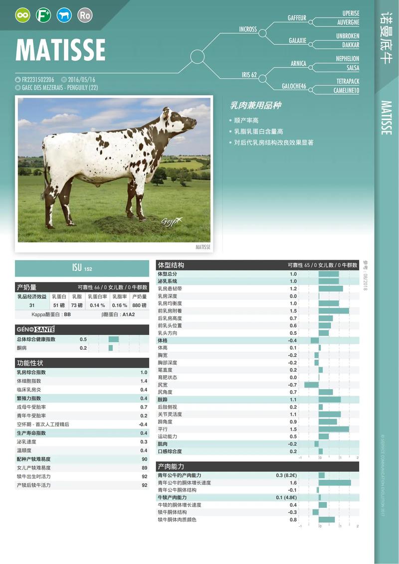 乳肉兼用牛品种是什么-图2