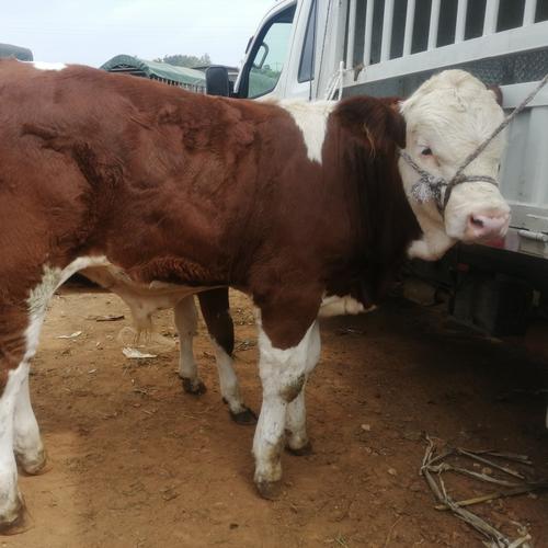 乳肉兼用牛品种是什么-图3