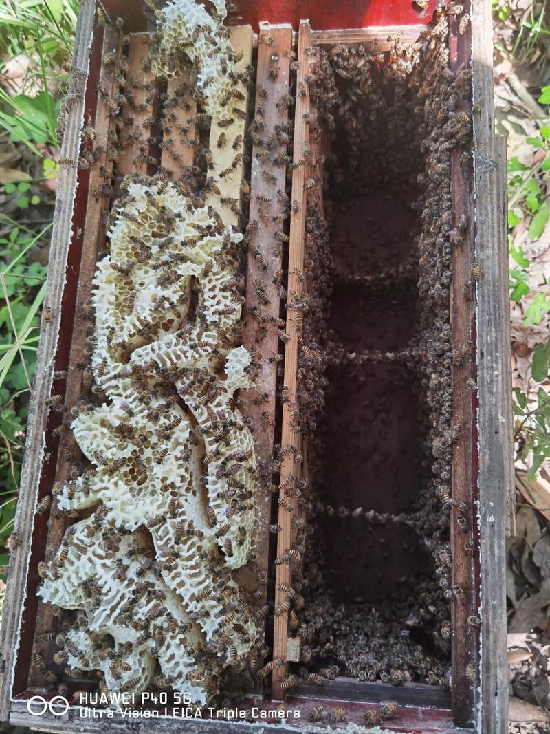双层蜂箱养值技术视频-图2