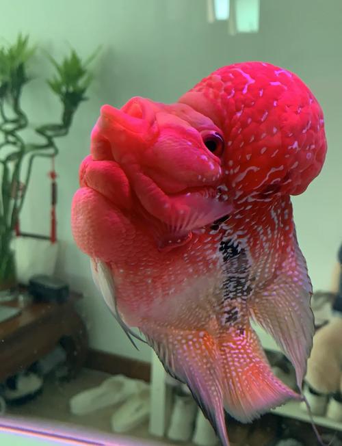 罗汉鱼马骝是什么品种-图2