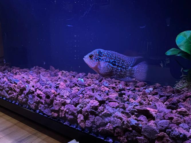 罗汉鱼马骝是什么品种-图1