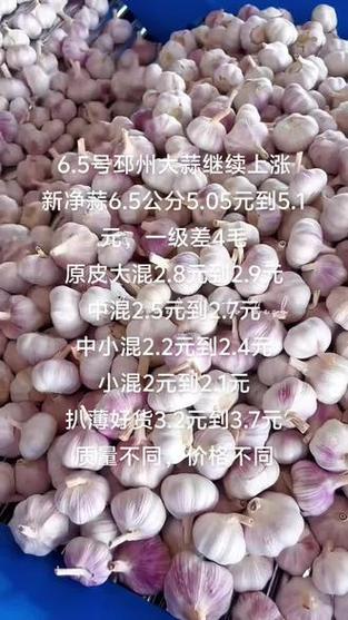 今日衢州大蒜最新价多少？-图3