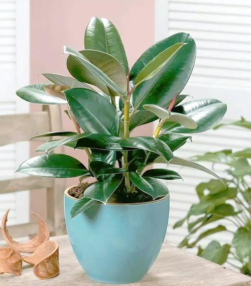 迷你橡皮树有几个品种-图1 迷你橡皮树有几个品种-图1