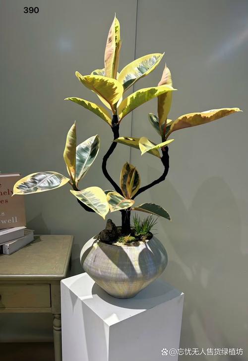 迷你橡皮树有几个品种-图3 迷你橡皮树有几个品种-图3