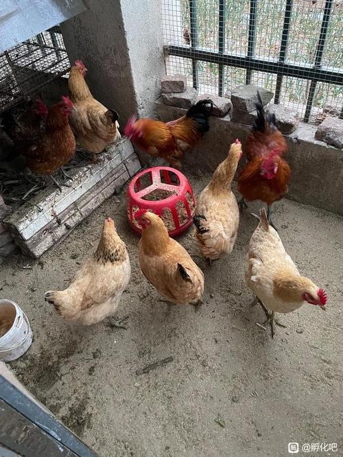 什么鸡品种下蛋产量高-图1