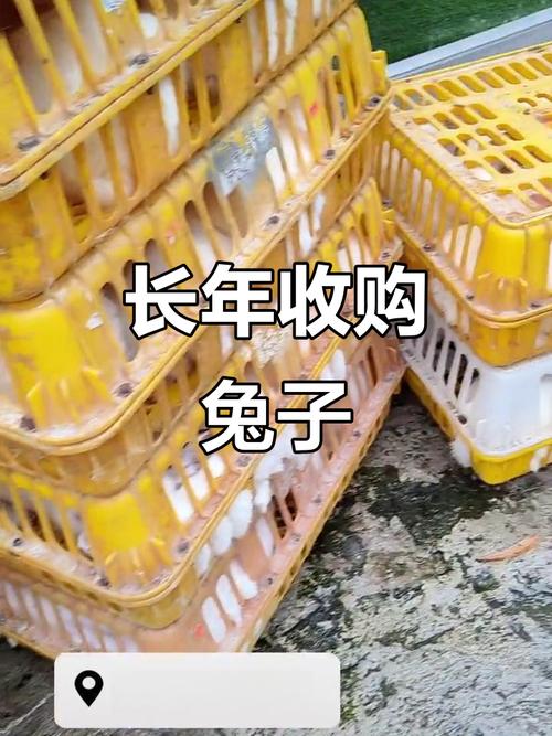 商品兔回收价格多少斤-图1 商品兔回收价格多少斤-图1