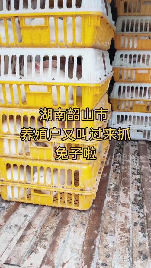 商品兔回收价格多少斤-图2 商品兔回收价格多少斤-图2