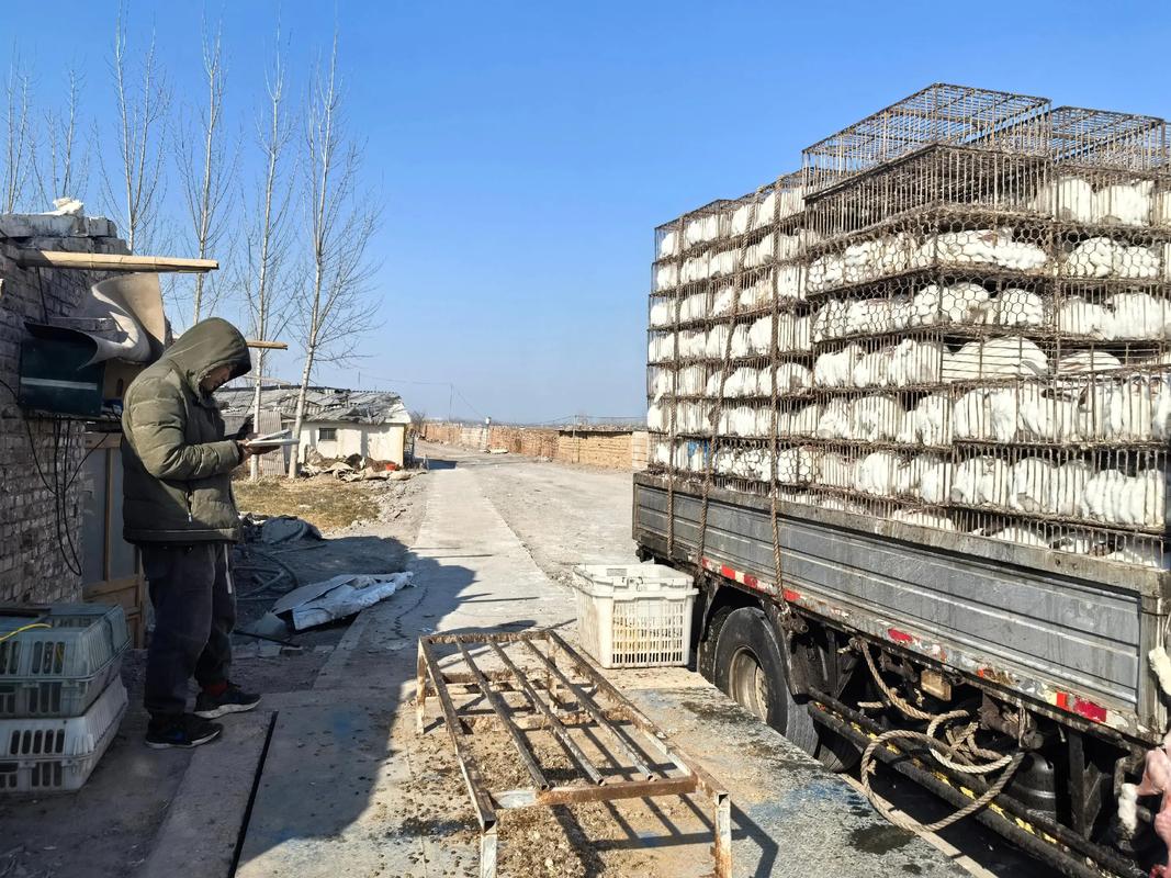 商品兔回收价格多少斤-图3 商品兔回收价格多少斤-图3