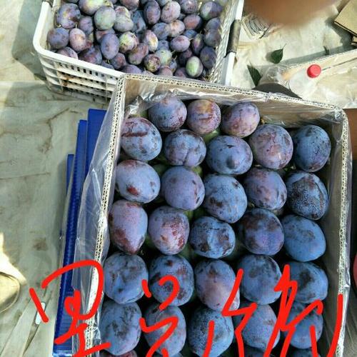 奥李14号是黑李子优良品种吗？-图2