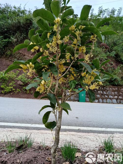 哪种桂花树品种最适合食用?-图1 哪种桂花树品种最适合食用?-图1