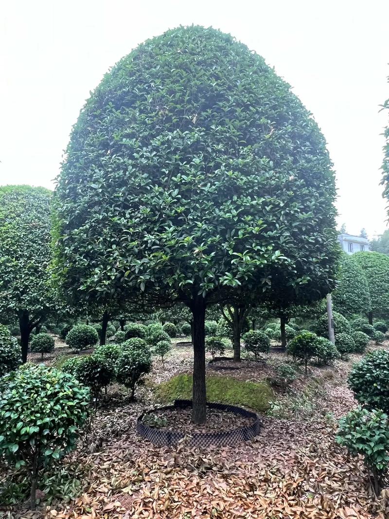 哪种桂花树品种最适合食用？-图2