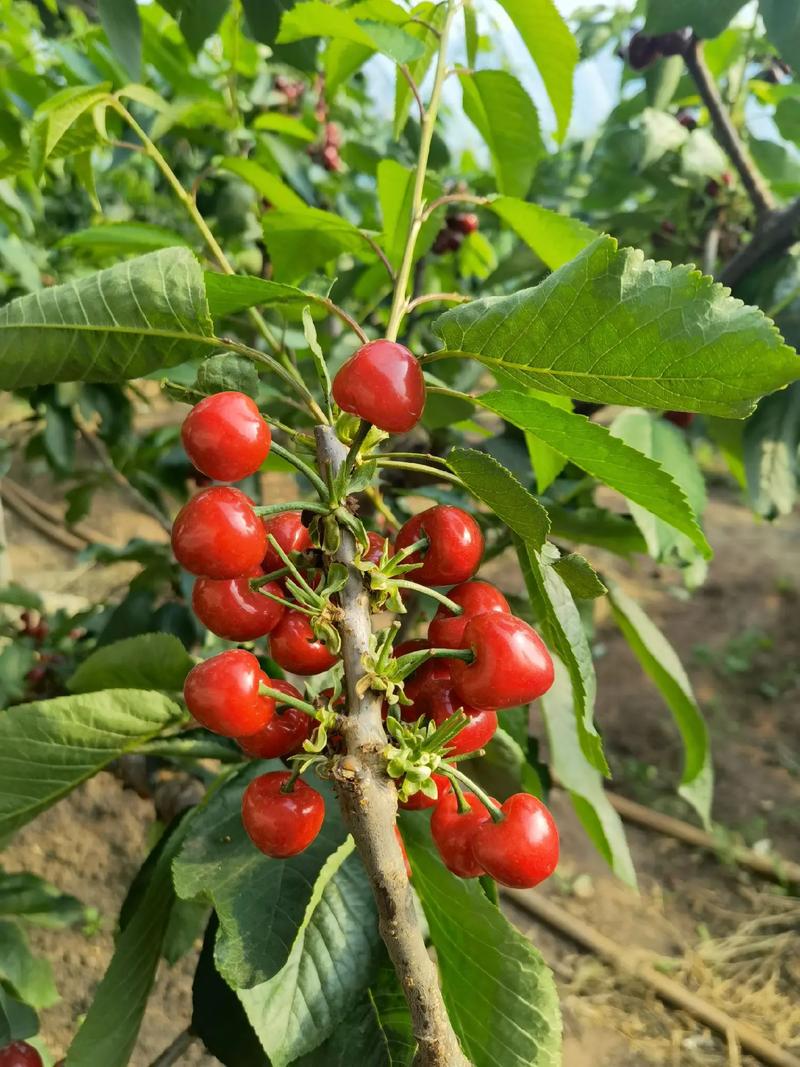 樱桃树品种有哪些？附图片参考。-图2