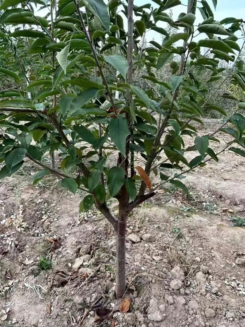 樱桃树品种有哪些？附图片参考。-图1