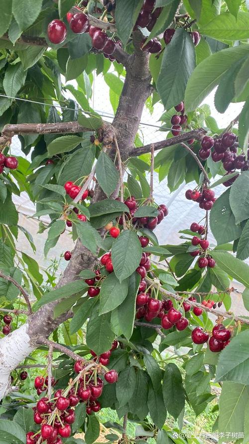 樱桃树品种有哪些？附图片参考。-图3