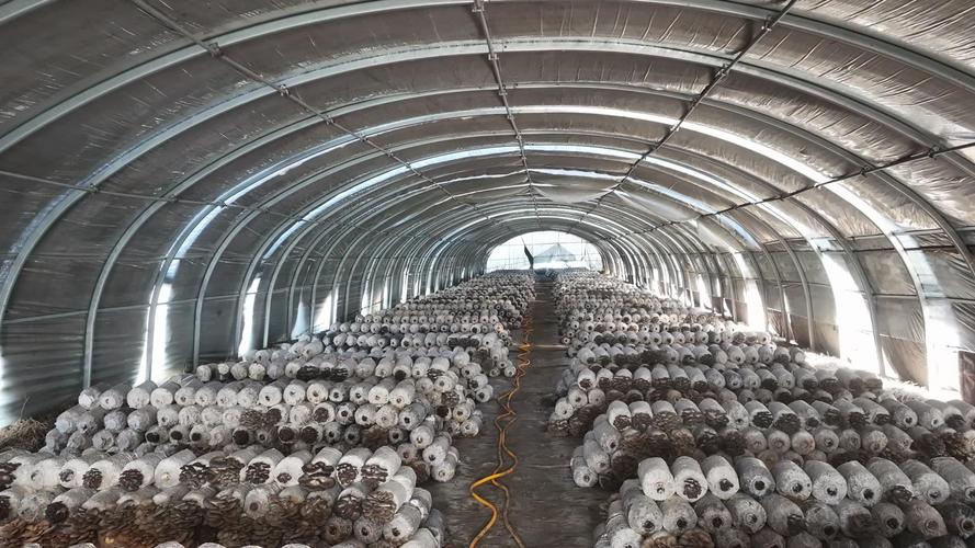 大棚平菇种植管理技术有哪些关键要点?-图1 大棚平菇种植管理技术有哪些关键要点?-图1