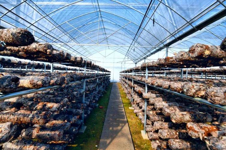 大棚平菇种植管理技术有哪些关键要点?-图2 大棚平菇种植管理技术有哪些关键要点?-图2