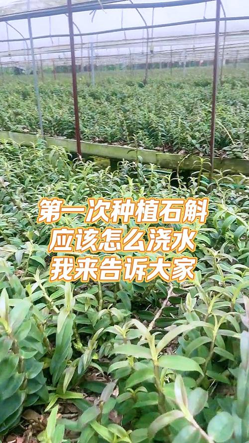 药材石斛如何种植技术-图1