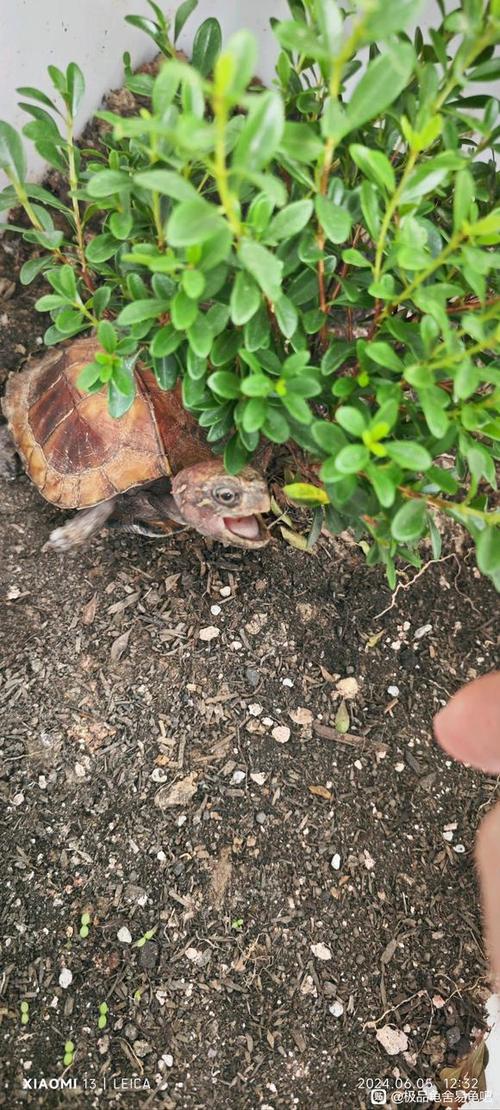 红头红眼锯缘龟价格多少？-图2