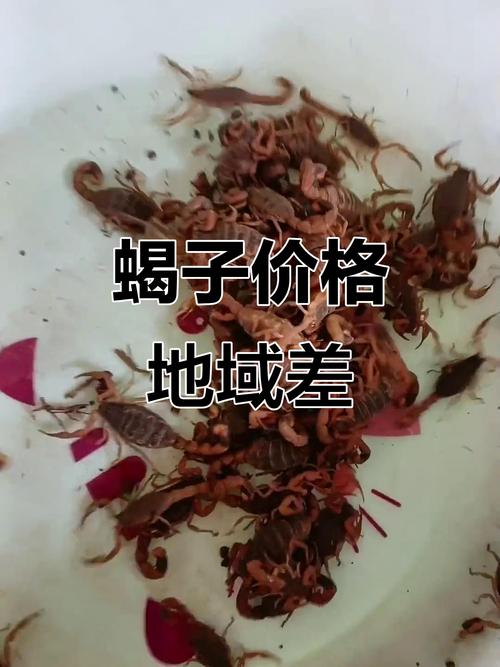 蝎子的价格与养殖技术-图3
