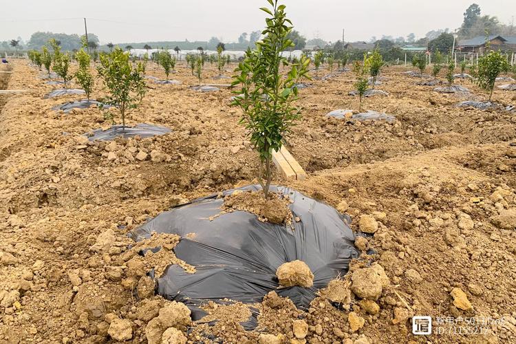 大的柑橘种植技术视频-图3